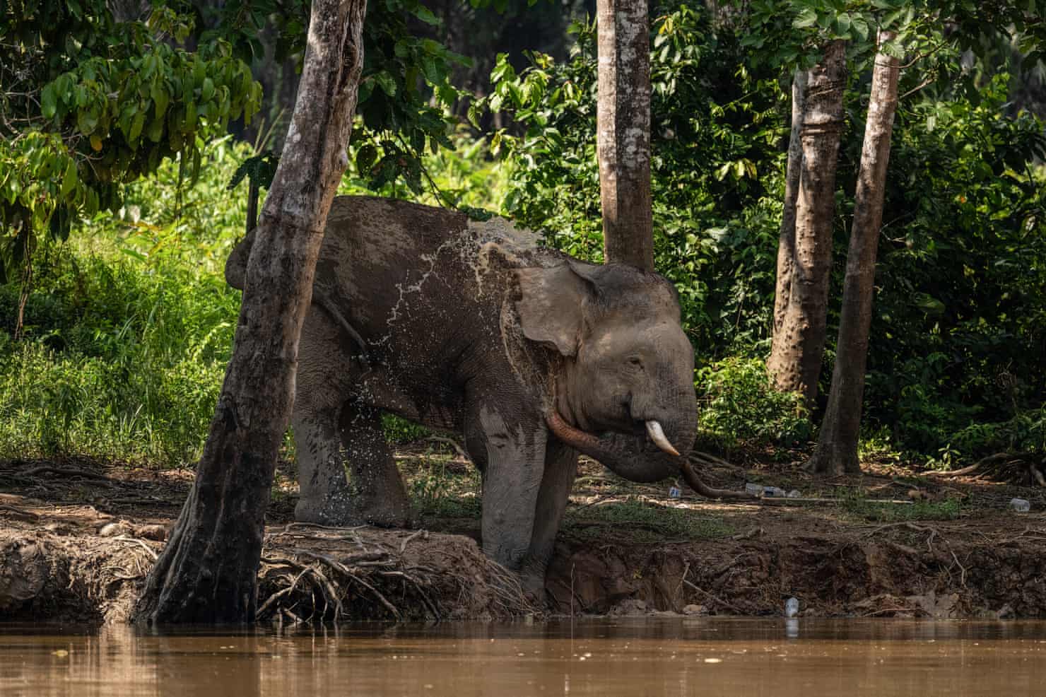 Semana na vida selvagem: um pequeno felino-tigre, ursos no quintal e umaouriça-do-mar rosa fruncida