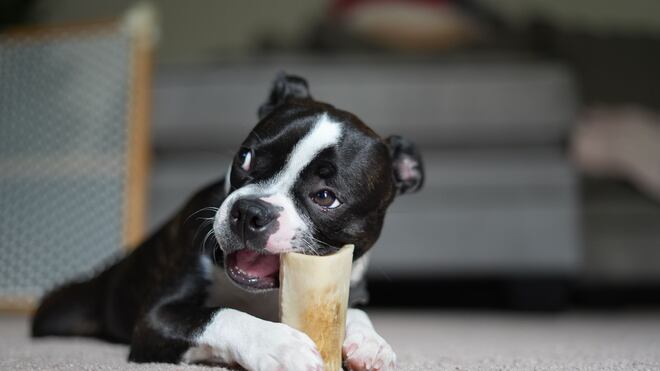 Cachorros precisam morder coisas? Entenda a ciência por trás do ‘simples’ ato de roer