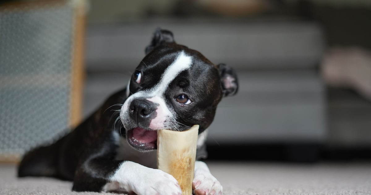 Cachorros precisam morder coisas? Entenda a ciência por trás do ‘simples’ ato de roer