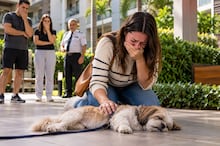 Cachorros precisam morder coisas? Entenda a ciência por trás do ‘simples’ ato de roer