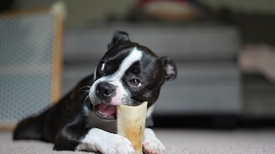 Cachorros precisam morder coisas? Entenda a ciência por trás do ‘simples’ ato de roer