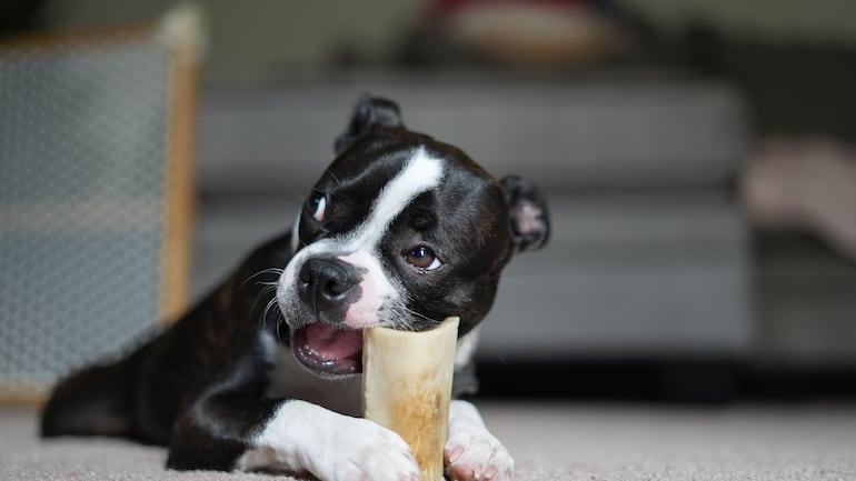 Cachorros precisam morder coisas? Entenda a ciência por trás do ‘simples’ ato de roer