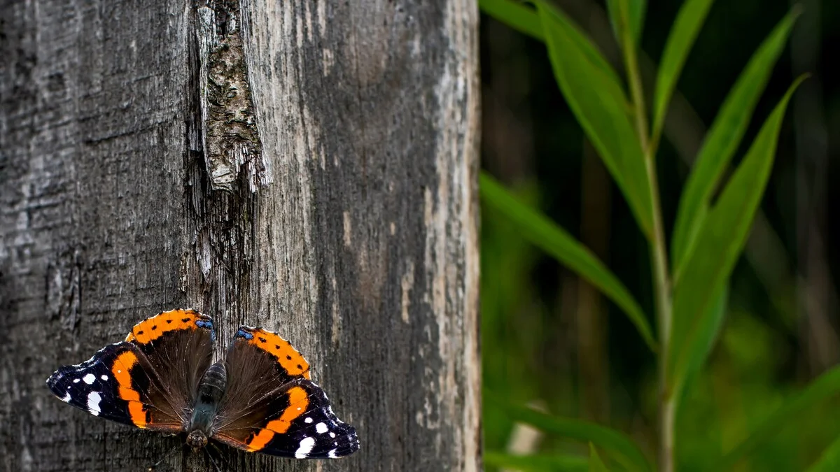 Cores marcantes e metamorfose garantem a sobrevivência da borboleta Vanessa