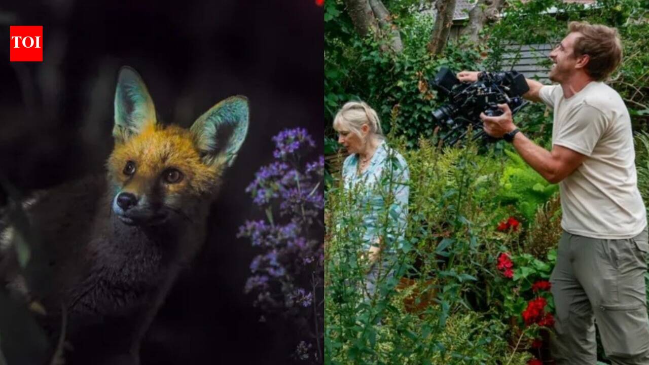 O jardim de uma mulher de Bristol é destaque no documentário sobre vida selvagem de David Attenborough; câmeras capturam filhotes de raposa, ouriços usando estradas secretas do jardim e sapos, revelando a vida selvagem extraordinária que prospera em um quintal urbano comum.