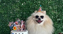 Cachorros precisam morder coisas? Entenda a ciência por trás do ‘simples’ ato de roer