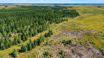 A study indicates that simply removing trees from prairie land in Manitoba does not ensure ecological recovery. (AI-generated/ChatGPT)