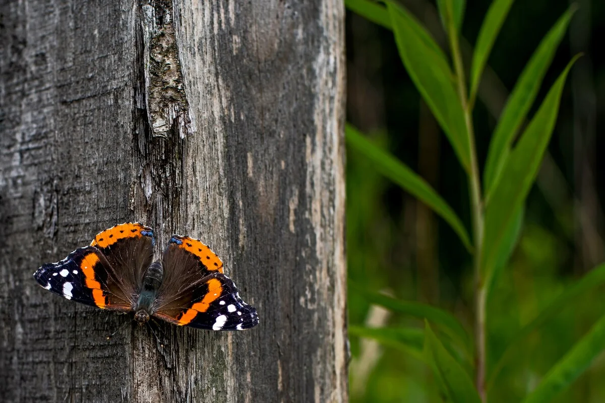 Borboleta da espécie Vanessa