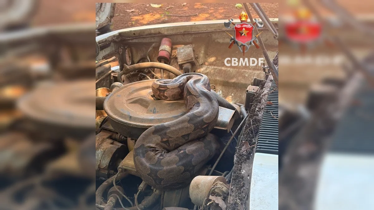 Jiboia se esconde no motor de carro na BR-070 e é resgatada pelos bombeiros