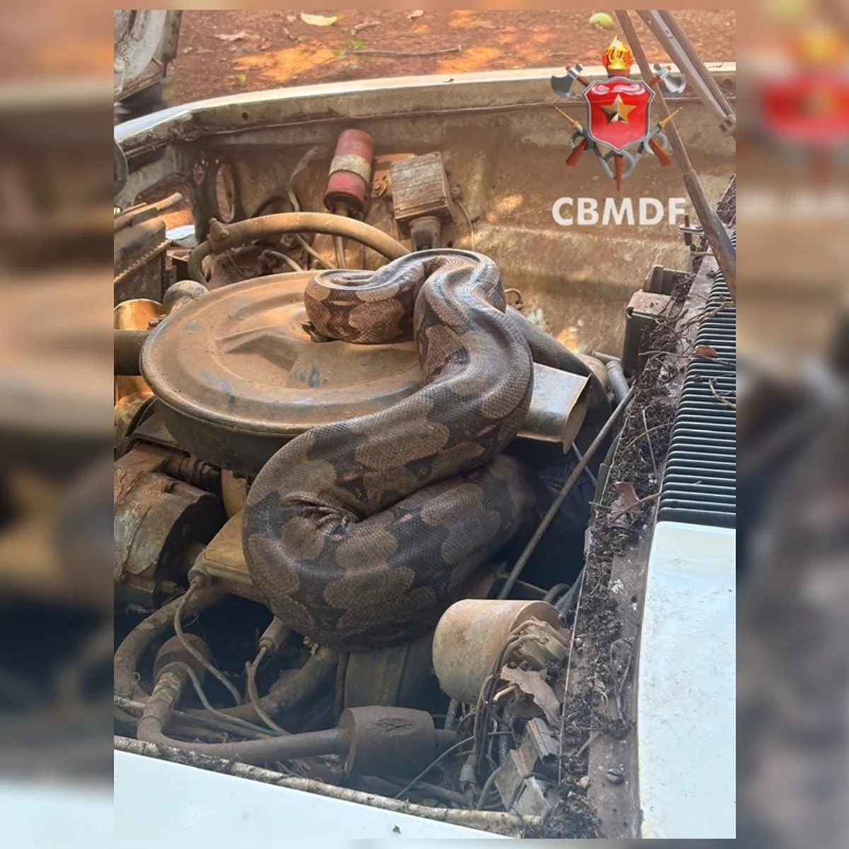 Jiboia se esconde no motor de carro na BR-070 e é resgatada pelos bombeiros