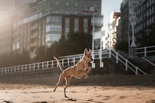Cachorros precisam morder coisas? Entenda a ciência por trás do ‘simples’ ato de roer