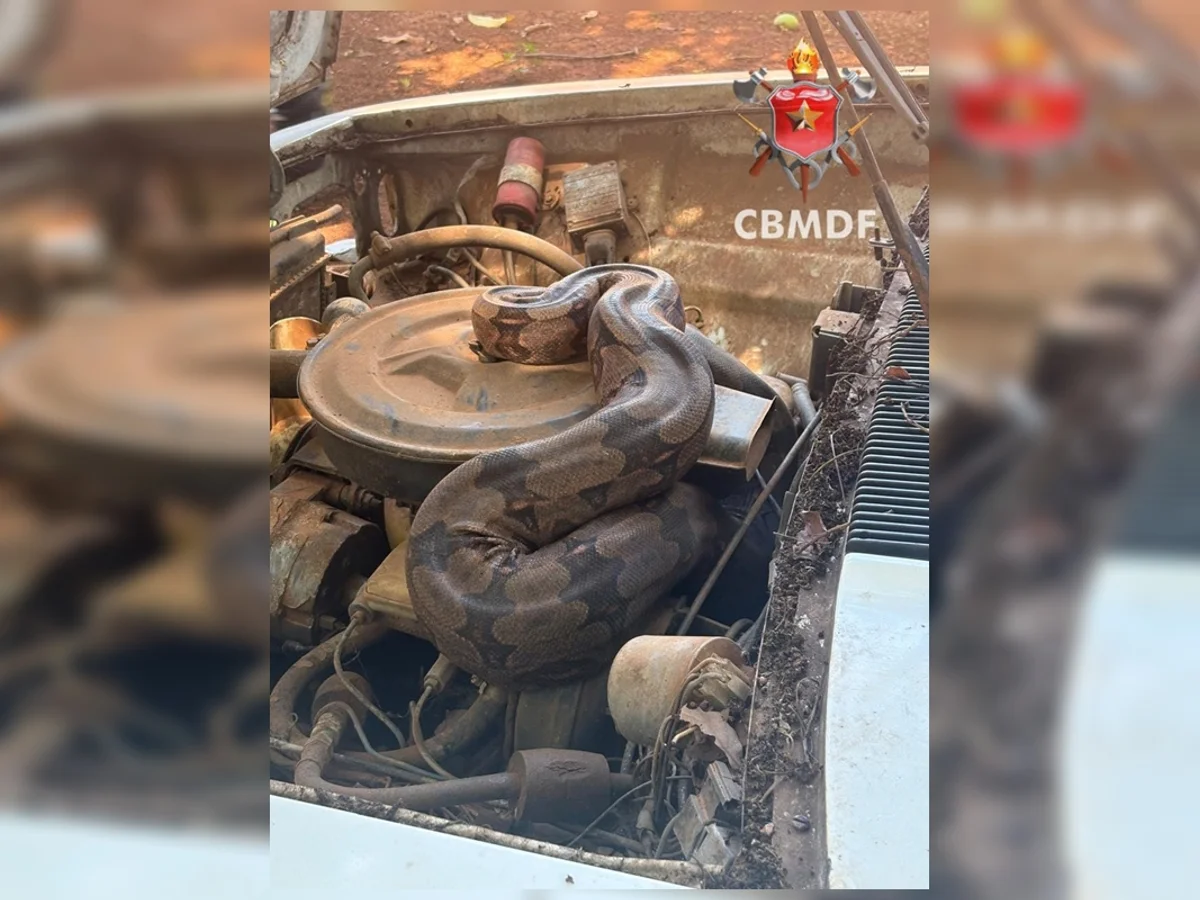 Jiboia se esconde no motor de carro na BR-070 e é resgatada pelos bombeiros